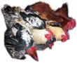 Deshi Chicken ( Large ) 1 pc
